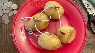 Boil a potato for 8 minutes and it could light your home for a month; know the science behind