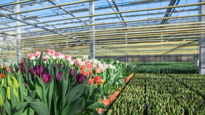 From crypto to crops: Bitcoin mining heat warms a Dutch greenhouse for growing tulips