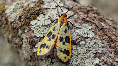 'Caulocera Hollowayi and Asura Buxa': Indian scientists discover two new lichen moth species