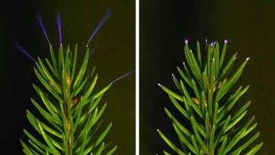 Scientists capture trees glowing with electricity during thunderstorms