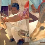 Bikaner family’s tearful goodbye to deer they raised for 18 months leaves internet emotional: Parenting lesson on love and letting go