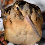 Meet the master of wobble walking: The slowest bird that pulls out earthworms with its dumpy movement!