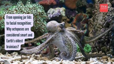 From opening jar lids to facial recognition: Why octopuses are considered smart and Earth's oldest brainiacs?