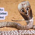 How to identify a Cobra snake (without getting too close)