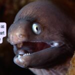Eels produce electricity as high as 600 V but do not hurt themselves: Study reveals why