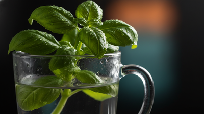 The two simple habits that will finally keep your basil alive |