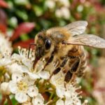 Bees at your door? Here's what every homeowner actually needs to know |