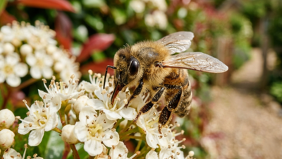 Bees at your door? Here's what every homeowner actually needs to know |
