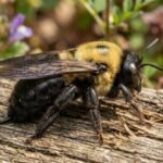 Why carpenter bees are targeting your deck and how to stop them |