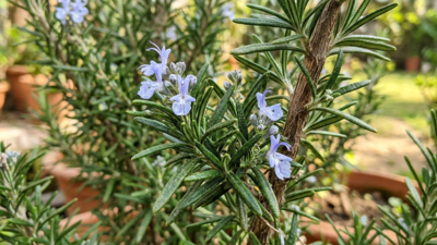 Why your rosemary always dies (and the soil fix you need) |