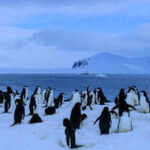 Antarctica has no cities, no people, and no permanent life: Here’s why humans can’t stay there forever
