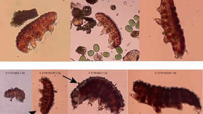 Can life survive on Mars? Scientists use 'water bears' to test red planet habitability