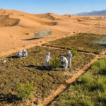 Chinese researchers turn desert sand into fertile soil in just 10 months using cyanobacteria