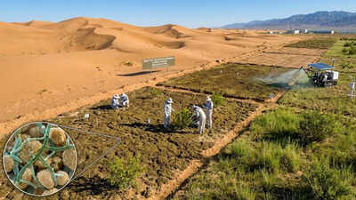Chinese researchers turn desert sand into fertile soil in just 10 months using cyanobacteria