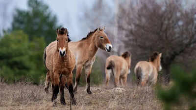 From nuclear wasteland to wildlife sanctuary: Chernobyl's unexpected rebirth