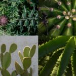 How plants got their thorns: A genetic mystery solved