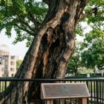 How trees survived the Hiroshima atomic bomb and grew back within months