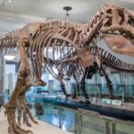 Jurassic Park got T. rex wrong: Scientists say it moved more like a bird than a beast