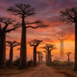 Madagascar baobab trees reveal 700 years of climate secrets and rainfall patterns