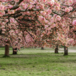 Meet Yasuyuki Aono: Japanese scientist who kept a 1,200-year cherry blossom record alive until his death