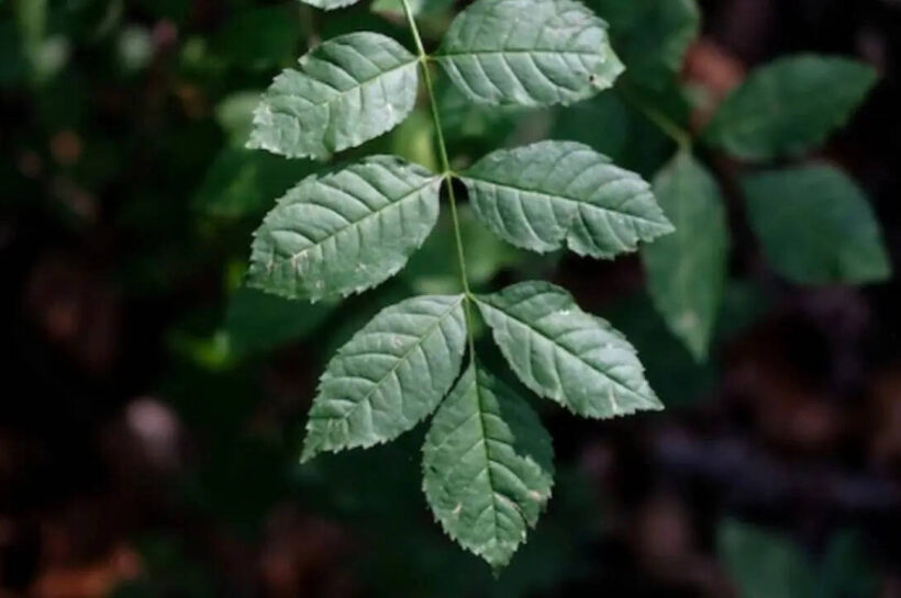 5 Auspicious plants in Hindu culture that attract good fortune