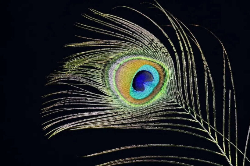 Why should you keep peacock feathers at home; know the benefits