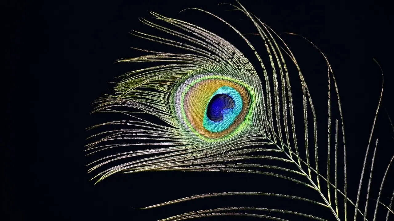 Why should you keep peacock feathers at home; know the benefits