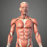 5 largest muscles of the human body