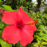 Growing Hibiscus at home this summer isn’t hard, if you get the basics right