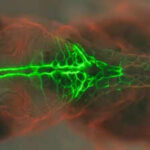 PRICKLE1 protein study uses glowing embryos to understand birth defects