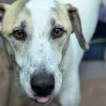 Rescue dog finally finds a home after five years, only to be returned just 12 days later for a heartbreaking reason