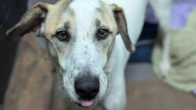 Rescue dog finally finds a home after five years, only to be returned just 12 days later for a heartbreaking reason