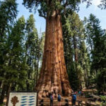 The unbelievable reality of Sequoia National Park, where a tree weighs more than 10 blue whales