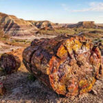 This 225-million-year-old ‘stone wood’ in Arizona is more valuable than gold