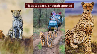 Rare spotting: A Bengal tiger, a leopard, and a cheetah spotted at this national park in Rajasthan |