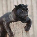 Top 10 wildlife sanctuaries in India to spot the Black Panther: From Kabini Wildlife Sanctuary to Pench National Park