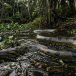 10 countries with highest anaconda population in the world: From Brazil to French Guiana