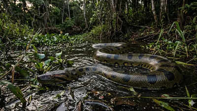 10 countries with highest anaconda population in the world: From Brazil to French Guiana
