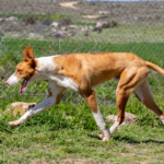 ​5 dog breeds that are good hunters and total home heroes!​