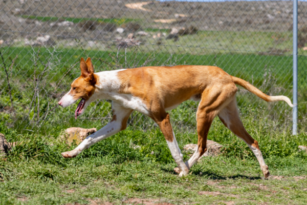 ​5 dog breeds that are good hunters and total home heroes!​
