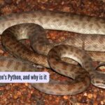 What is a children's Python, and why is it named so?