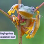 All about Wallace's flying frogs whose babies look like poop as a nature's smart trick