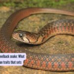 How to identify a Kneelback snake: What are some of its unique traits that sets them apart