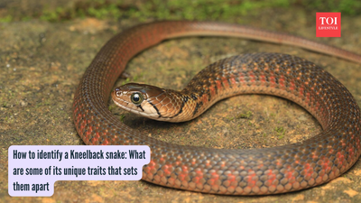 How to identify a Kneelback snake: What are some of its unique traits that sets them apart