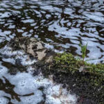 River pollution in Moray leads to fish and bird deaths in environmental disaster