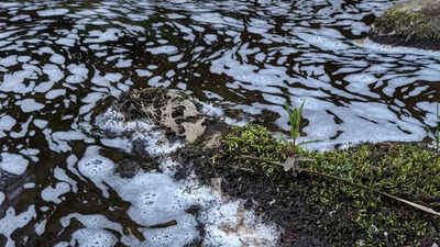 River pollution in Moray leads to fish and bird deaths in environmental disaster