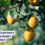 Lemons Growing Tips: What is the right time to grow lemons in the US: Simple step-by-step guide to grow them in your backyard