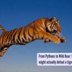 From Pythons to Wild Boar: 5 animals that might actually defeat a tiger in a fight!