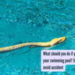 What should you do if you find a snake in your swimming pool? 5 mindful steps to avoid accident