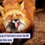 Foxes are turning up at front doors across the UK: Here’s how to keep them away